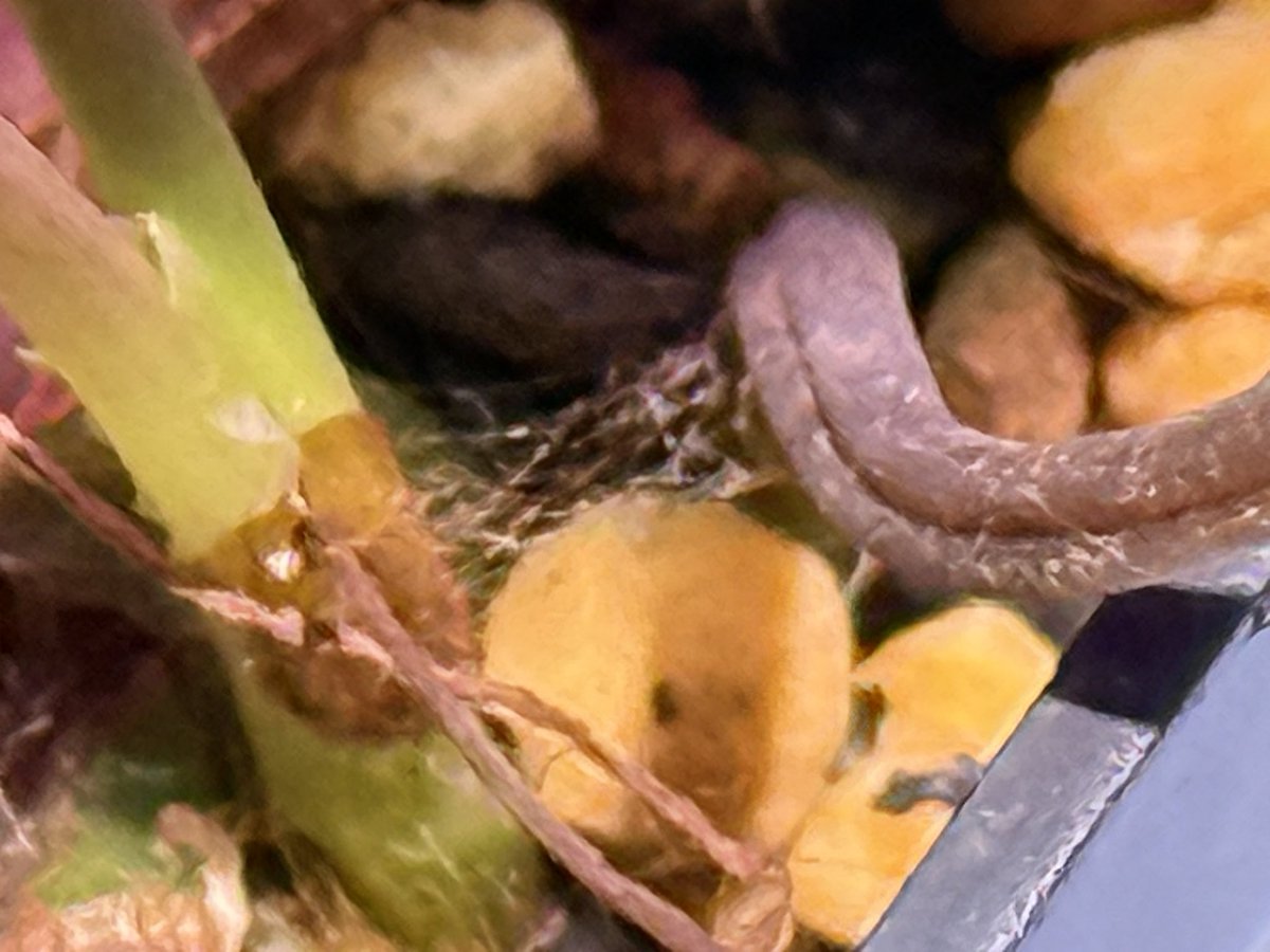 KENZO (@fw_kenzo) / Posts / X