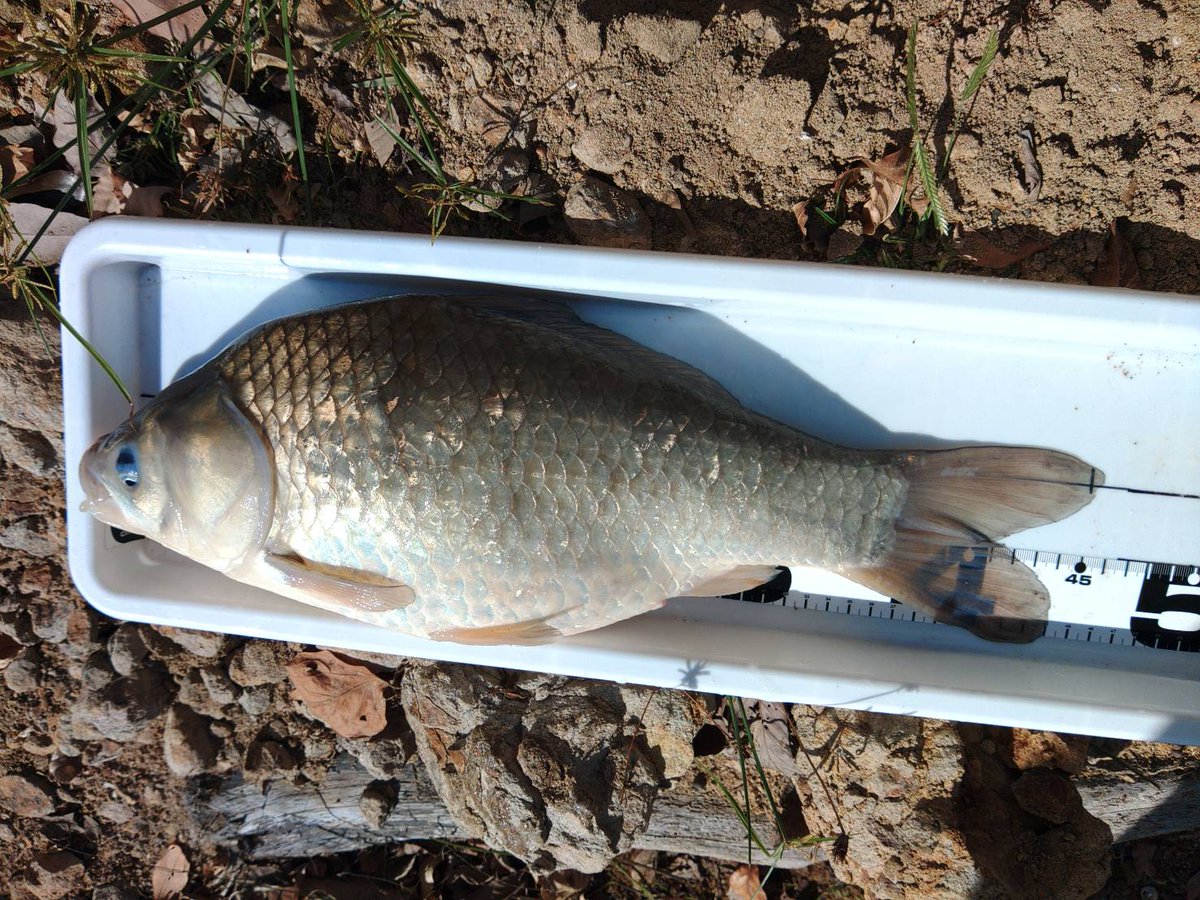 雪だるま⛄❄ 雪だるま on X