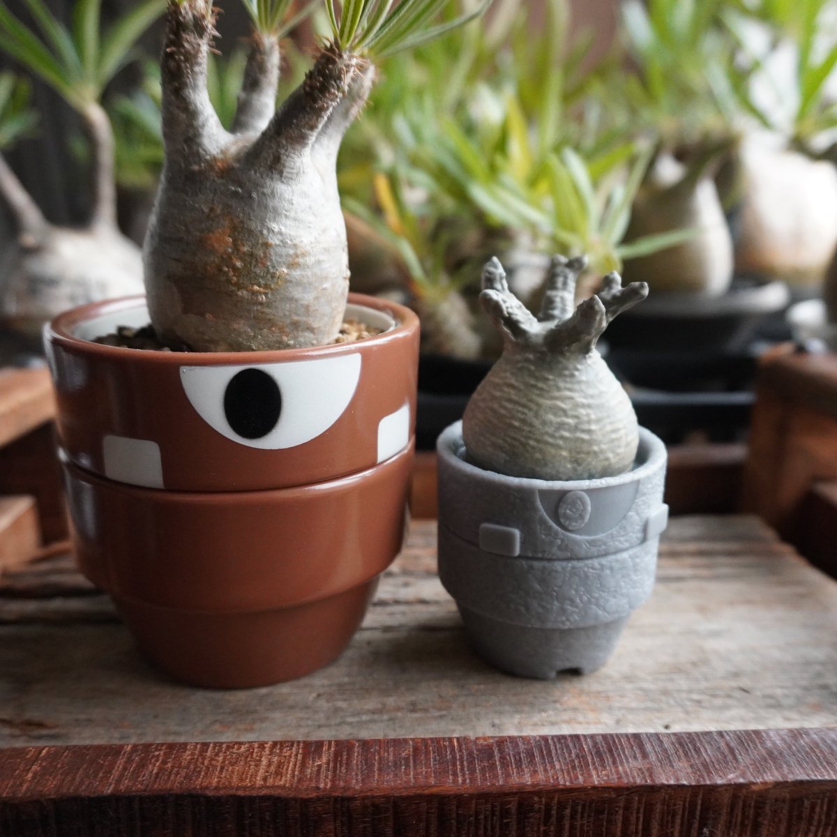 B-The-U🌱WTC vol.5 2025/12/7 (@plantsBTheU) / Posts / X