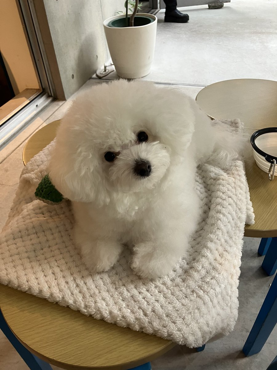 マルコメ乙女 (@marukome_otome) / Posts / X