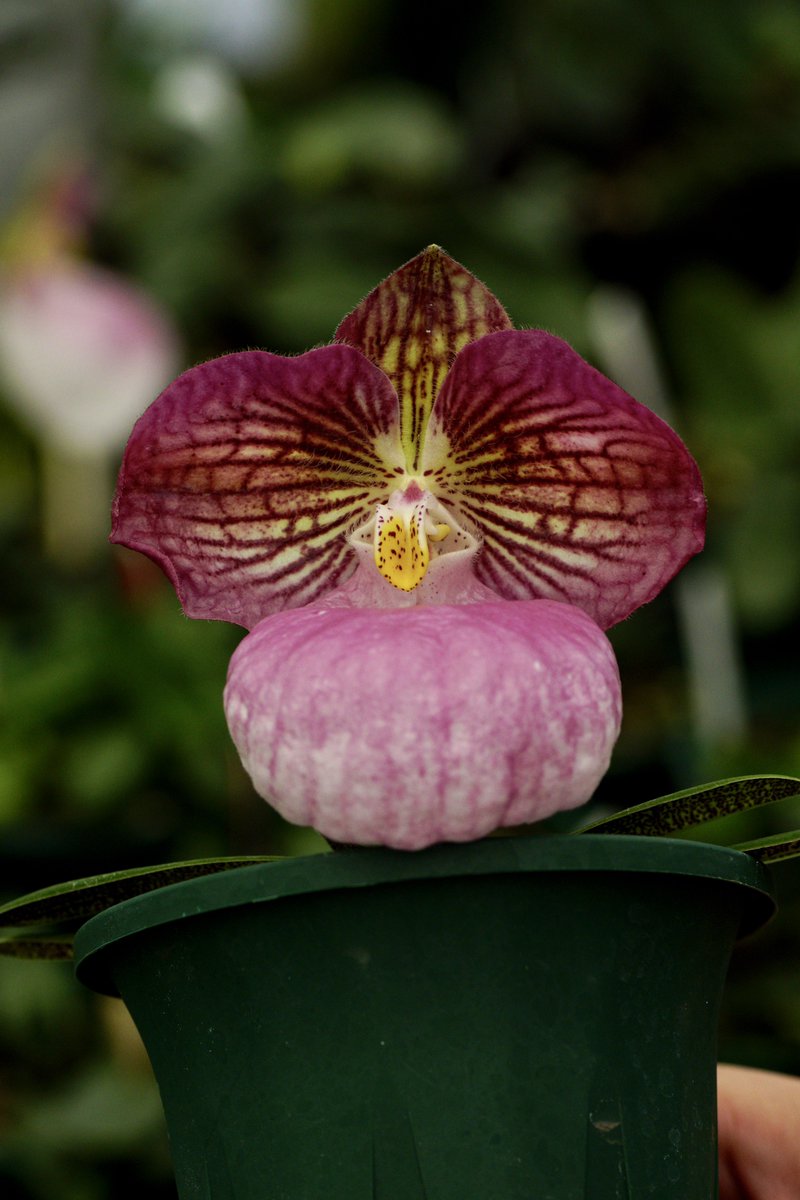 クピド　二輪草鉢植え 楽天市場】二輪草（ニリンソウ）【新苗】 : おぎはら植物園