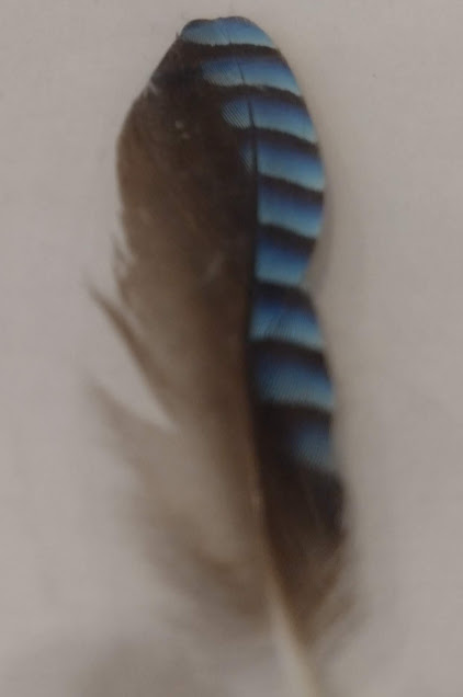 カケス様 鳥飼うなう on X