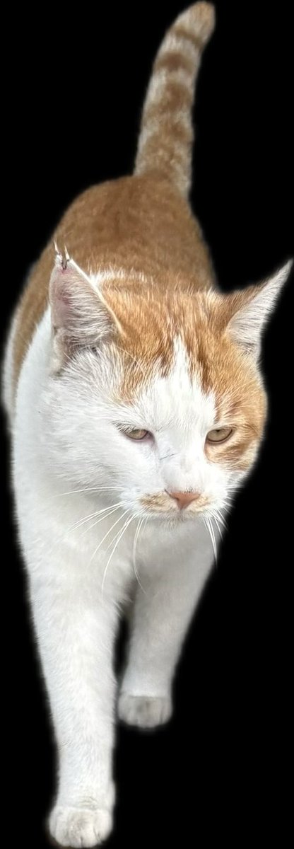 谁敢闻闻这只猫！？