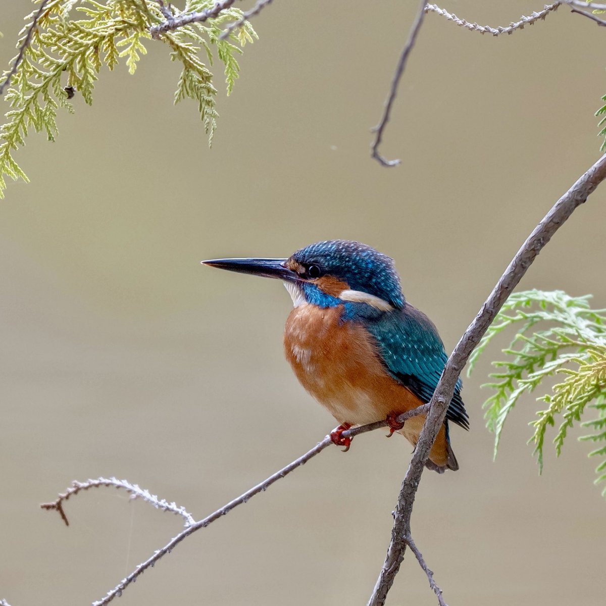 マコ^_−☆ moko on X