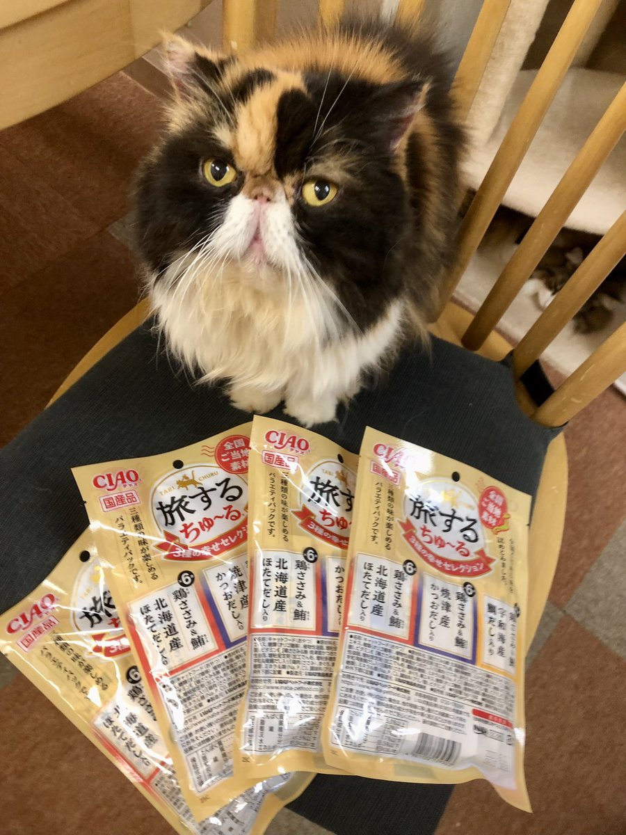 cat cafe にゃんこと on X