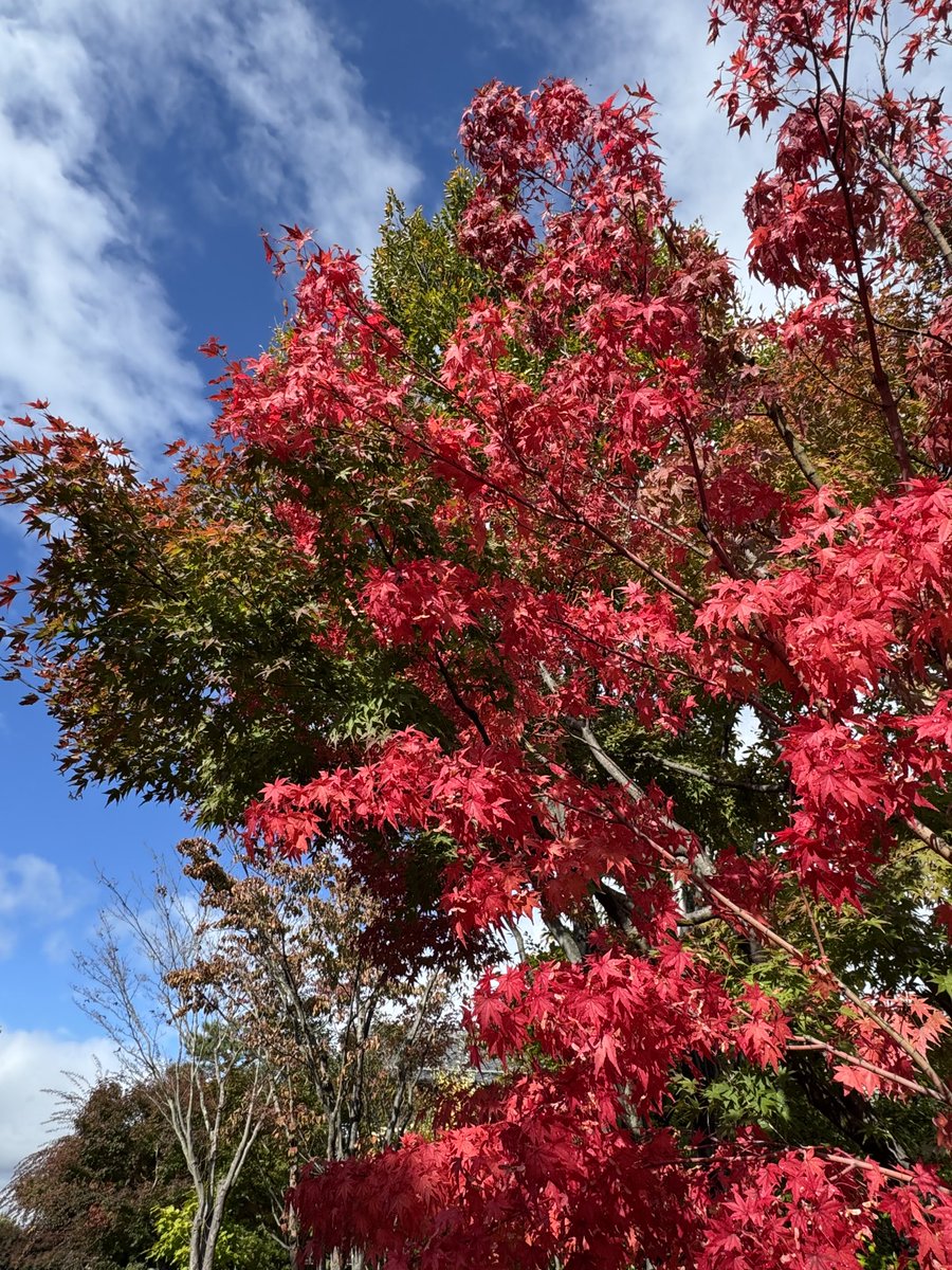 そこらへんの落ち葉 そこらへんの落ち葉