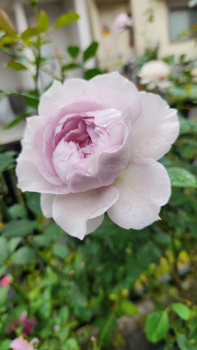 うさこ❤ あつこ on X