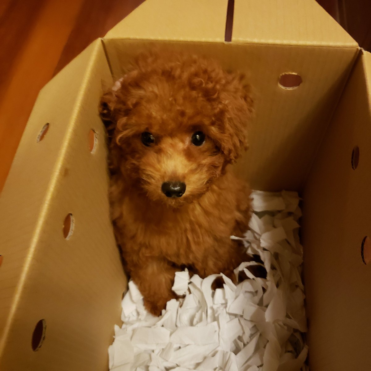 ⚡パンヘッダー⚡ on X ⚡パンヘッダー⚡ on X