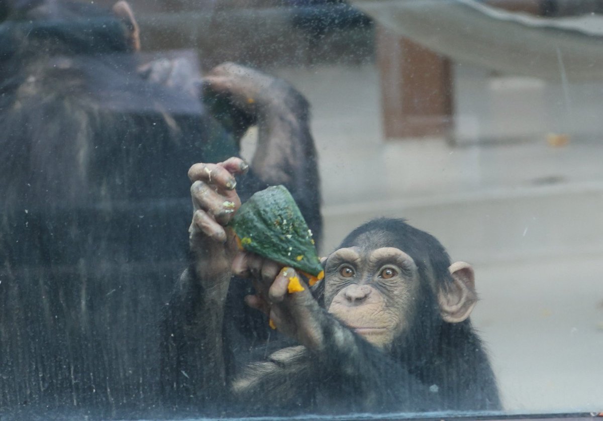 ヤマネとチンパンジー minatomirai0608 on X