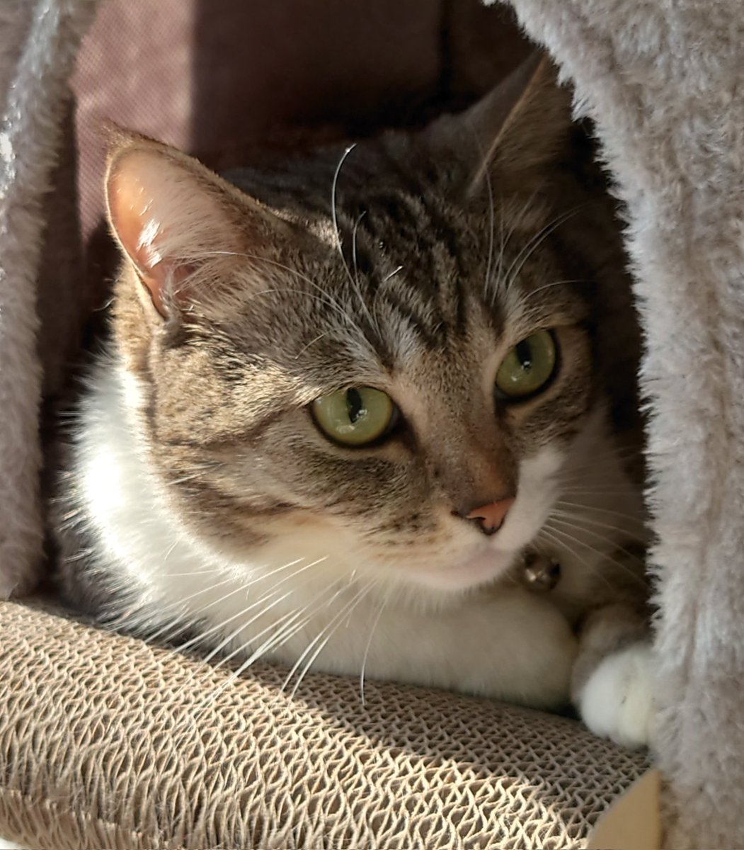 キジトラのヒメSHOP♕ページ（作成中） sold> [womens] Martin Margiela 6 changing tank top made in Italy