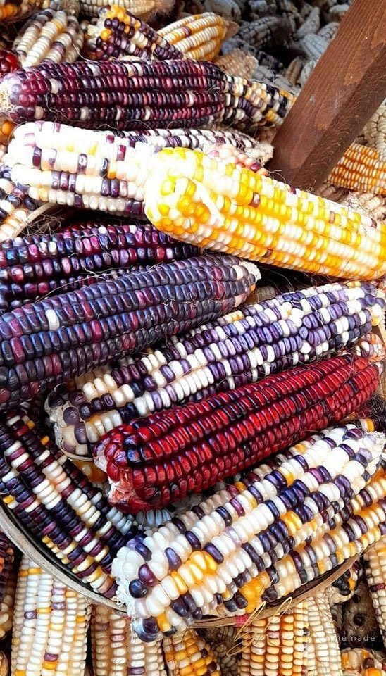 MANIRAFASHAAlb2's tweet photo. Open-pollinated maize varieties (OPVs) are a great choice for sustainable farming. They allow farmers to save seeds for future planting, reduce input cost, and are well adapted to local conditions. Though they may yield slightly #SeedSaving #SustainableFarming #MaizeProduction https://t.co/s1DzYvd1wO