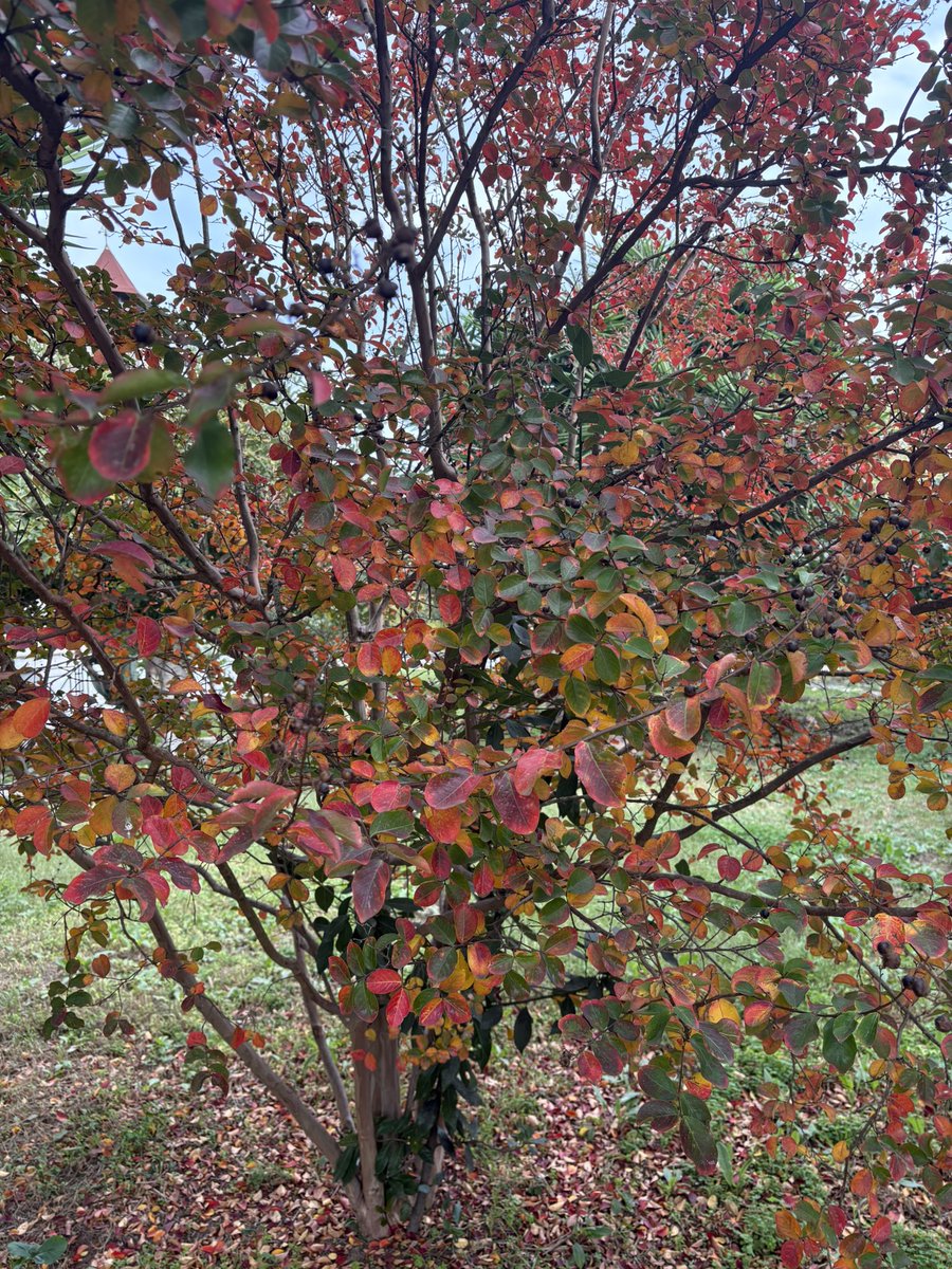 Mi incantano  i colori dell’autunno: sono avvolgenti come una coperta di lana buona.