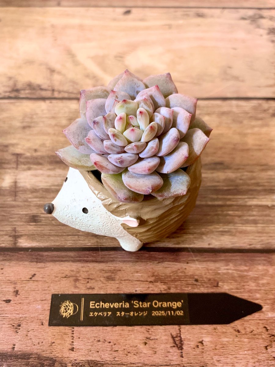 Romi (@Romi_lele) / Posts / X