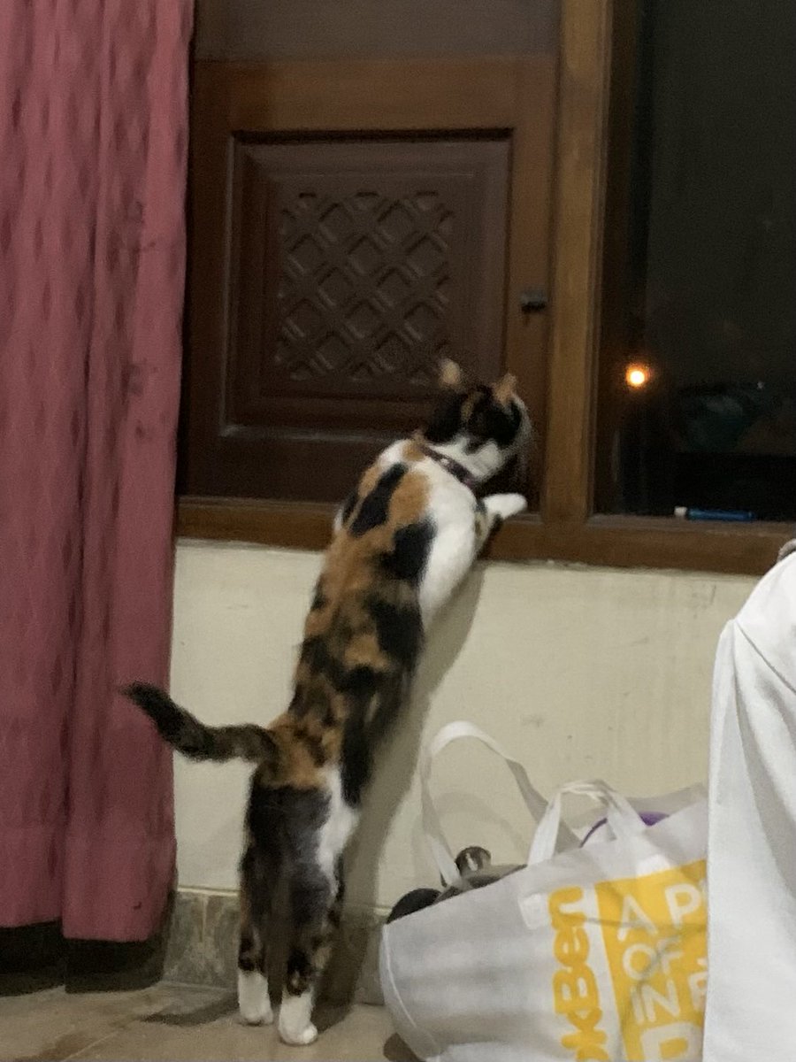 cl_eodash's tweet image. kepoin tetangga