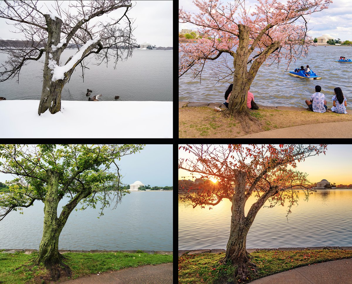 Here's a 2025 seasons comparison collage showing the cherry tree at the Tidal Basin which I named Stumpy II. <a href="/capitalweather/">Capital Weather Gang</a> 

Winter photo - January 6  
Spring photo - March 31  
Summer photo - July 27
Fall photo - November 2

The other cherry tree I'm tracking was mostly green