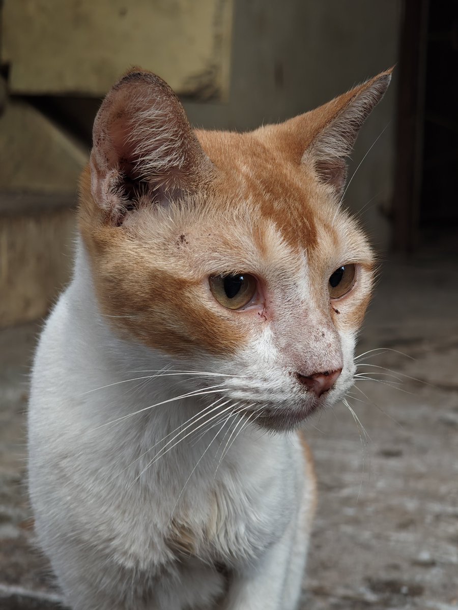 Point. Shoot. Cat. 🐱
Shot #withNothing Phone (3)

<a href="/nothingindia/">Nothing India</a> <a href="/getpeid/">Carl Pei</a> <a href="/AkisEvangelidis/">Akis Evangelidis</a>