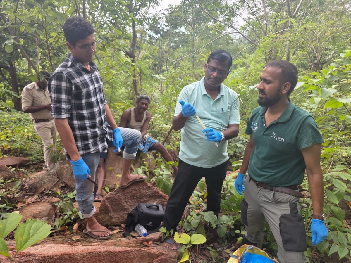 DfoKeonjhar's tweet image. Administering  medicines  through dart to ailing Makhna elephant who was injured in consistent infighting with male elephants in Bimala section Telkoi.
#WTI vet #biologist
#BVO Telkoi
@CMO_Odisha @PCCFWL_Odisha @IPR_Odisha @pccfodisha @RourkelaRc79045 @wti_org_india @moefcc