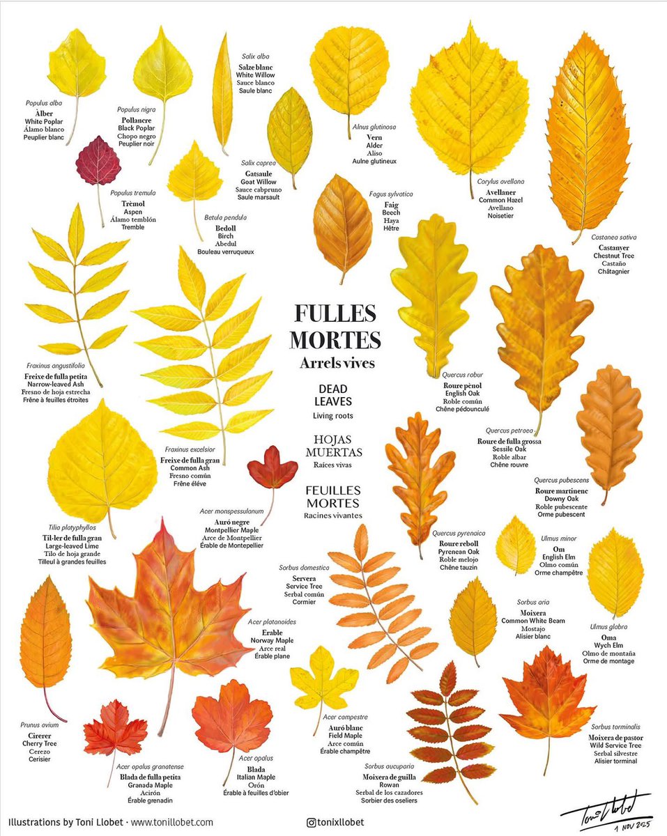 BeyondBCN's tweet image. Primer de novembre: fulles mortes d'en @tonixllobet