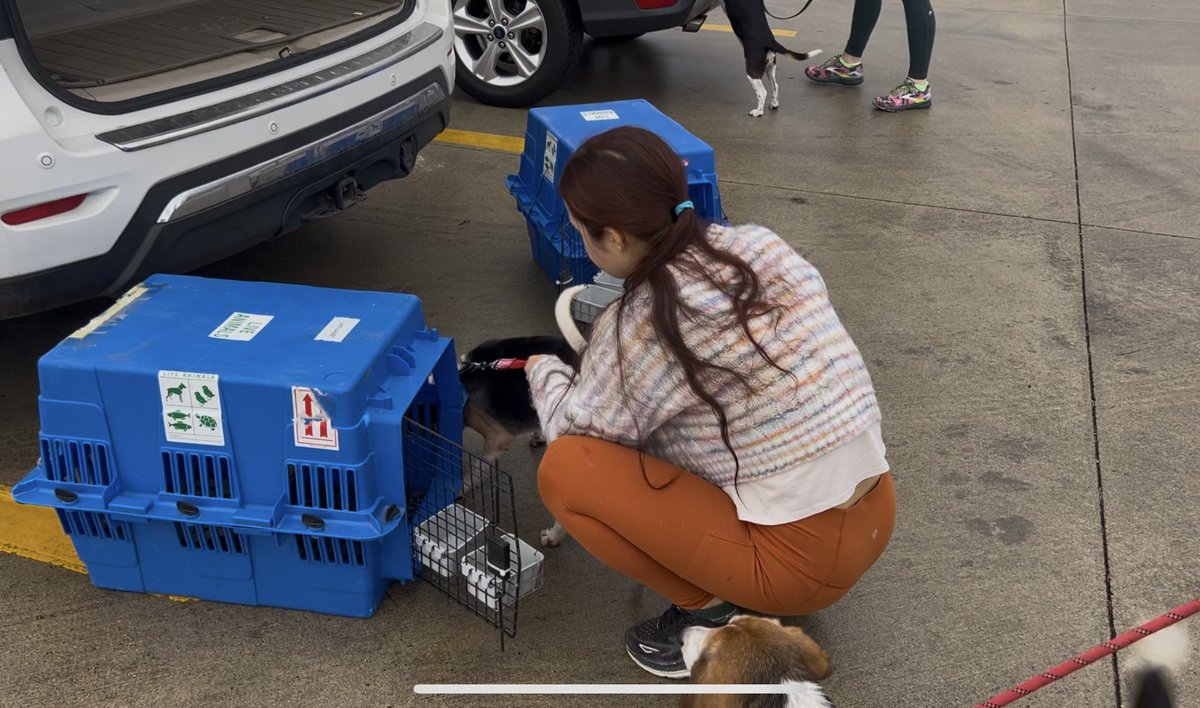 rew_erin's tweet image. Yesterday we helped transport two beagles from St. Louis to Greenup, Illinois with The Beagle Freedom Project, from their lives of abuse to their furever homes. 

They were the sweetest senior boys who wanted all the love and snuggles. 

#beaglefreedomproject #beagle #rescueadog