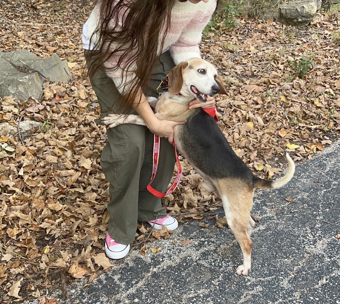 rew_erin's tweet image. Yesterday we helped transport two beagles from St. Louis to Greenup, Illinois with The Beagle Freedom Project, from their lives of abuse to their furever homes. 

They were the sweetest senior boys who wanted all the love and snuggles. 

#beaglefreedomproject #beagle #rescueadog