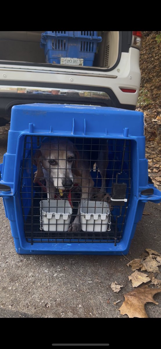 rew_erin's tweet image. Yesterday we helped transport two beagles from St. Louis to Greenup, Illinois with The Beagle Freedom Project, from their lives of abuse to their furever homes. 

They were the sweetest senior boys who wanted all the love and snuggles. 

#beaglefreedomproject #beagle #rescueadog