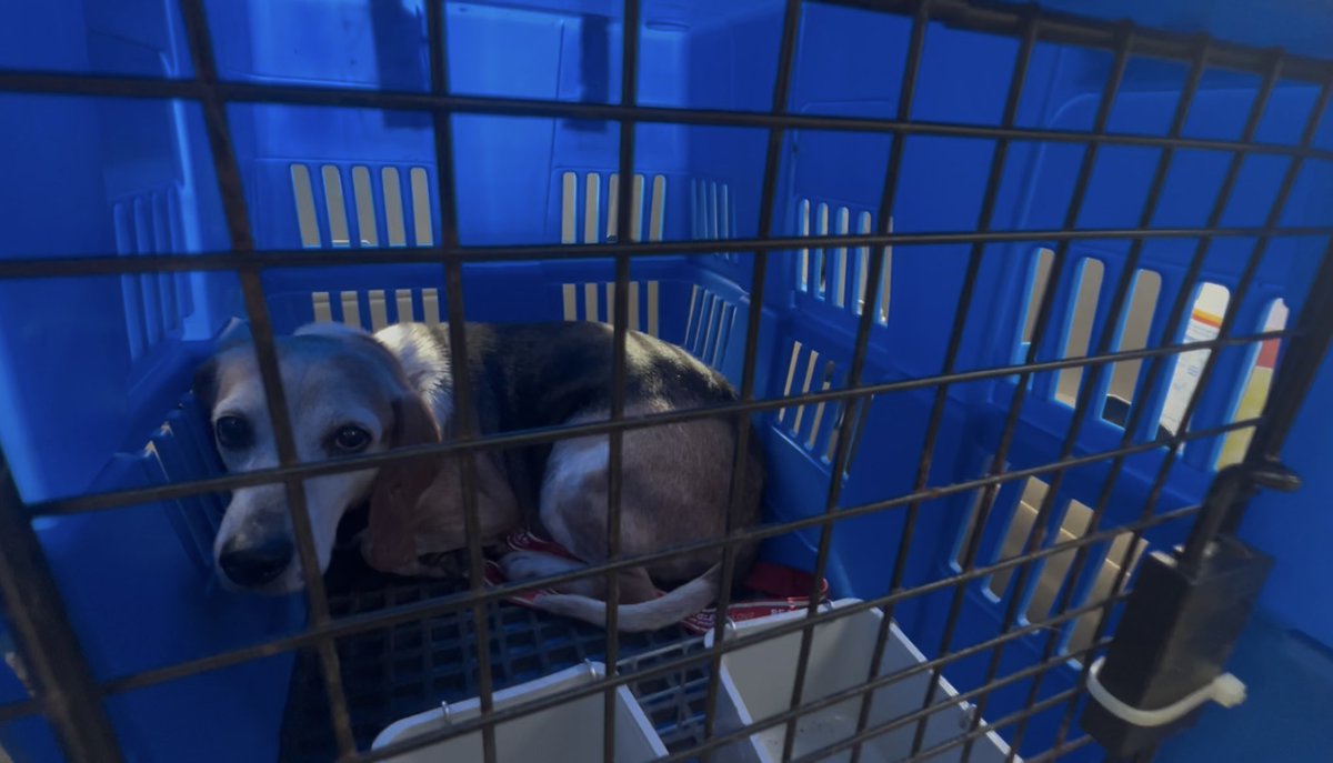 rew_erin's tweet image. Yesterday we helped transport two beagles from St. Louis to Greenup, Illinois with The Beagle Freedom Project, from their lives of abuse to their furever homes. 

They were the sweetest senior boys who wanted all the love and snuggles. 

#beaglefreedomproject #beagle #rescueadog