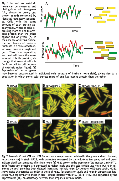 NikoMcCarty's tweet image. Take two cells and place them side by side. Both cells have the same genome. And yet, oddly enough, they behave in different ways. They divide at different times and their RNA levels are distinct.

Now let’s go one step further. Take those same two cells. But this time, imagine…
