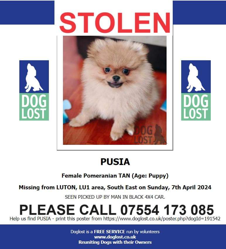 MissingPetsGB's tweet image. One year ago PUSIA was STOLEN, a victim of #theftbyfinding after escaping her garden in #Luton #LU1

Has anyone seen, bought, sold Pusia? Has she been seen for sale, seen being walked ??

Please contact asap🤞 #stolendoghour