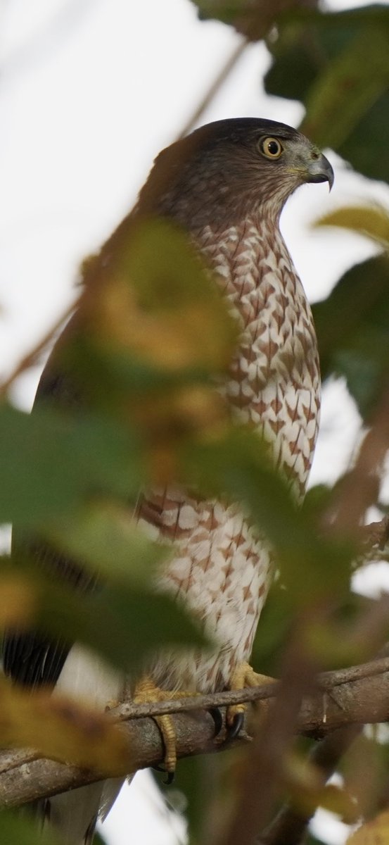 626BIRDS's tweet image. LOCKED IN AND READY — THIS COOPER’S HAWK IS READY TO SEIZE NOVEMBER WITH RAZOR-SHARP OPTIMISM AND SO ARE WE! #BIRDS #BIRDCPP