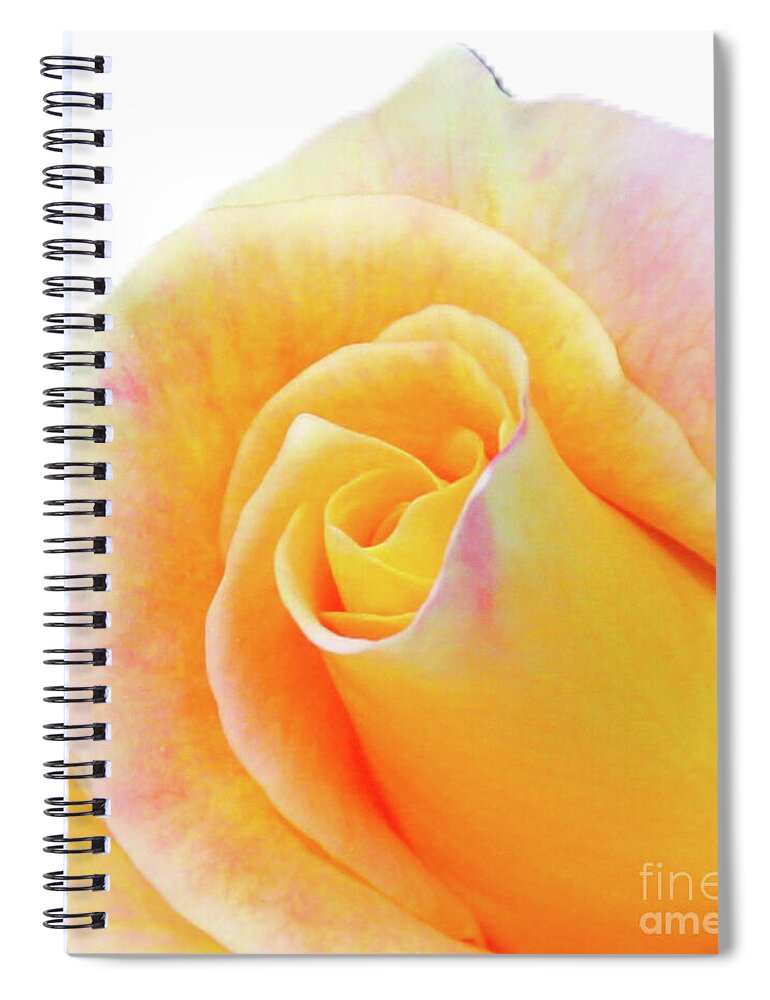 JoanneCarey64's tweet image. &quot;Close-Up of a Yellow Rose&quot; weekender #totebag and/or spiral #notebook 💛🤍🩷
#flowerphotography #FlowersOnX #rose #journaling #gifts #Christmasgifts 

3-joanne-carey.pixels.com
