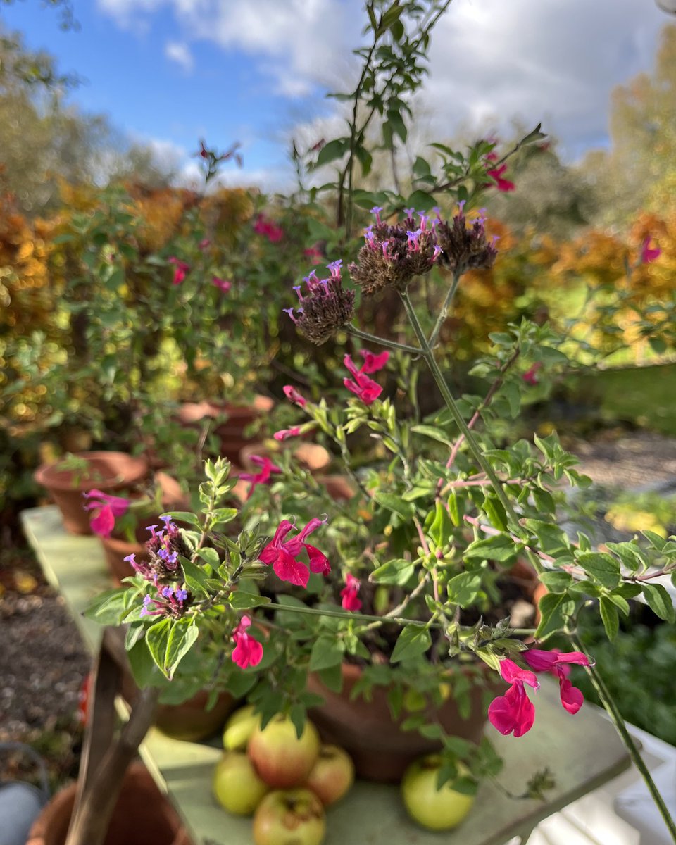 Lovely autumn day in the garden…💚🧡❤️💜