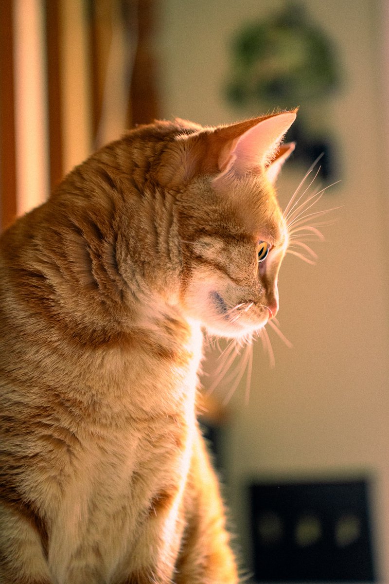 using my content creator equipment for good (taking photos of my cats)