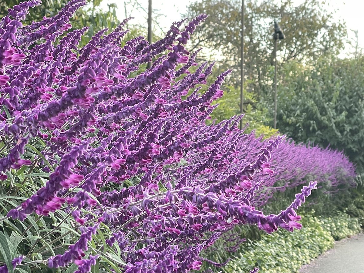 つぶやきジロー on X