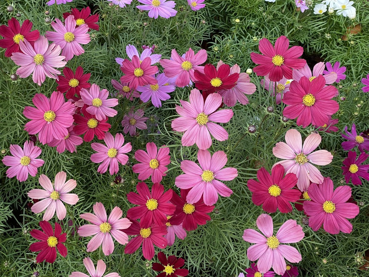 つぶやきジロー on X