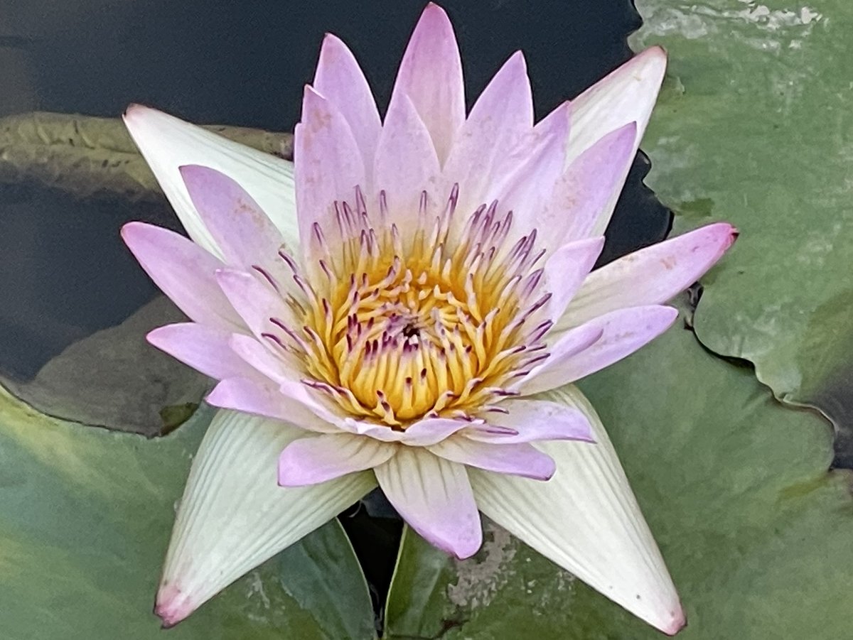 お花ページ 楽天市場】DESPOTS/デスポッツ 花びらが集まった フラワーベース M