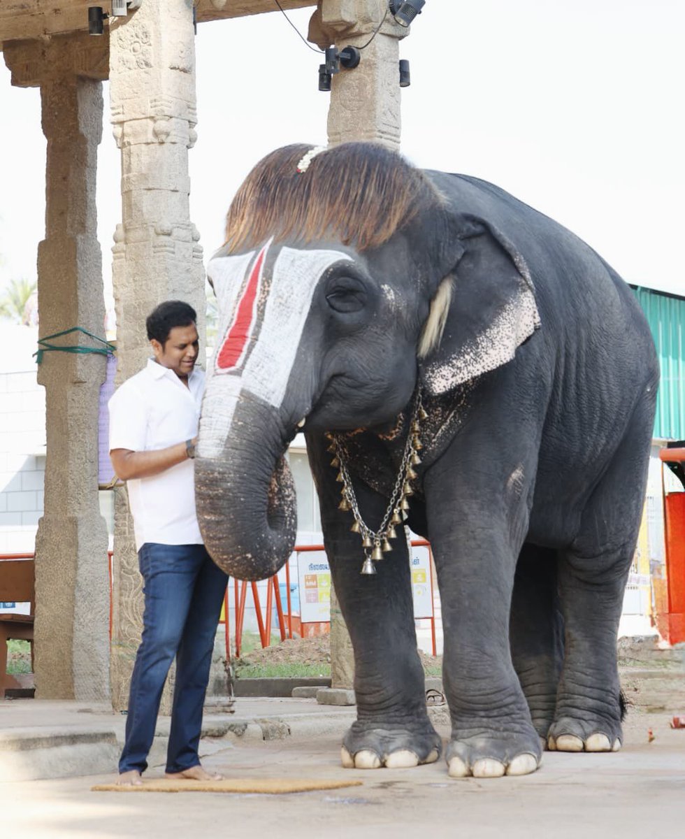 TRBRajaa's tweet image. என் லவ் அவளுக்கு, அவல் சாப்பிட அவ்வளவு ஆவல் ♥️

This morning with my bobcut babydoll♥️
She is in great hands...but...she and her kind belong to the beautiful forests. 
#BobcutSengamalam #TempleElephants