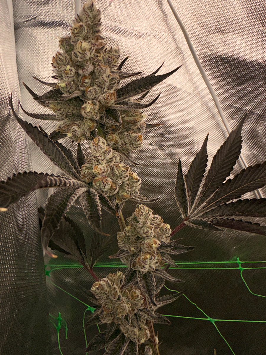 Few Days Ready to cut 👌🏼✂️