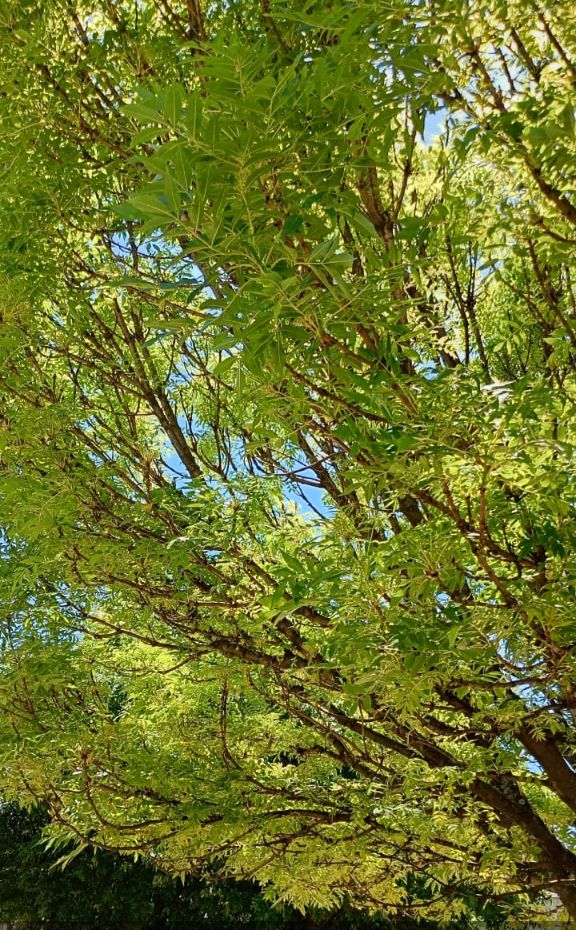 Definición de #Paz 💚