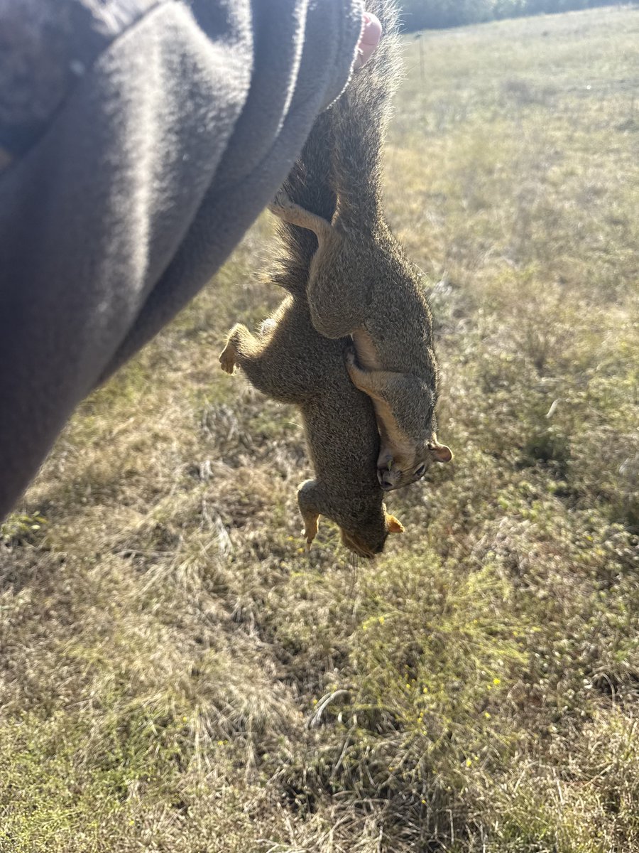 Good Texas morning
