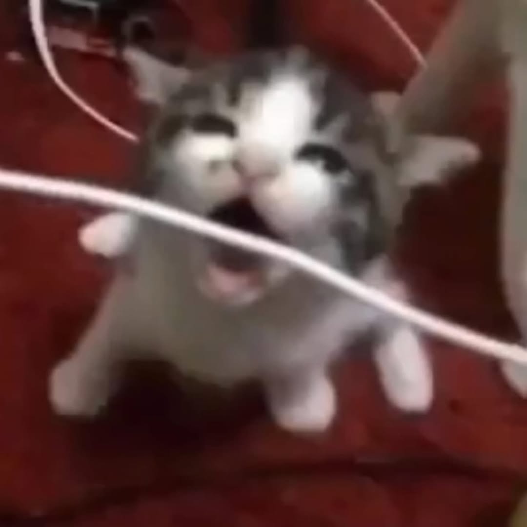 Catsillyness's tweet image. 