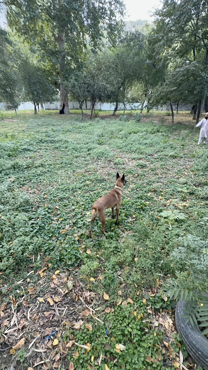 ataurrehmankkr's tweet image. “Strength, speed, and pure adrenaline, this isn’t playtime, it’s beast mode training! 🐾 #BelgianMalinois #PowerInMotion #K9Energy” @realDogsHouse @babybelmalinous @k9_reaper @dog_feelings @WorkingDogAus @TweeetsOfDogs @pets_ww