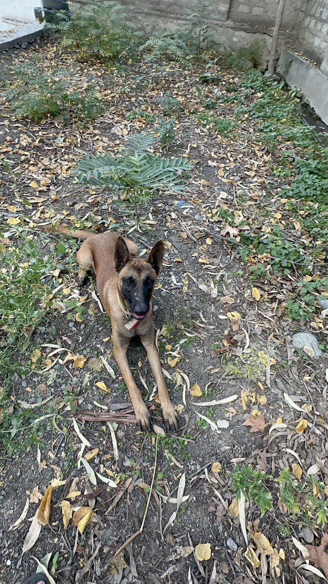 ataurrehmankkr's tweet image. “Strength, speed, and pure adrenaline, this isn’t playtime, it’s beast mode training! 🐾 #BelgianMalinois #PowerInMotion #K9Energy” @realDogsHouse @babybelmalinous @k9_reaper @dog_feelings @WorkingDogAus @TweeetsOfDogs @pets_ww