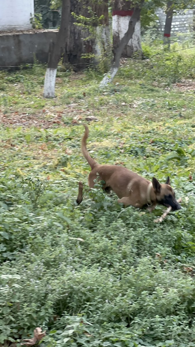 ataurrehmankkr's tweet image. “Strength, speed, and pure adrenaline, this isn’t playtime, it’s beast mode training! 🐾 #BelgianMalinois #PowerInMotion #K9Energy” @realDogsHouse @babybelmalinous @k9_reaper @dog_feelings @WorkingDogAus @TweeetsOfDogs @pets_ww