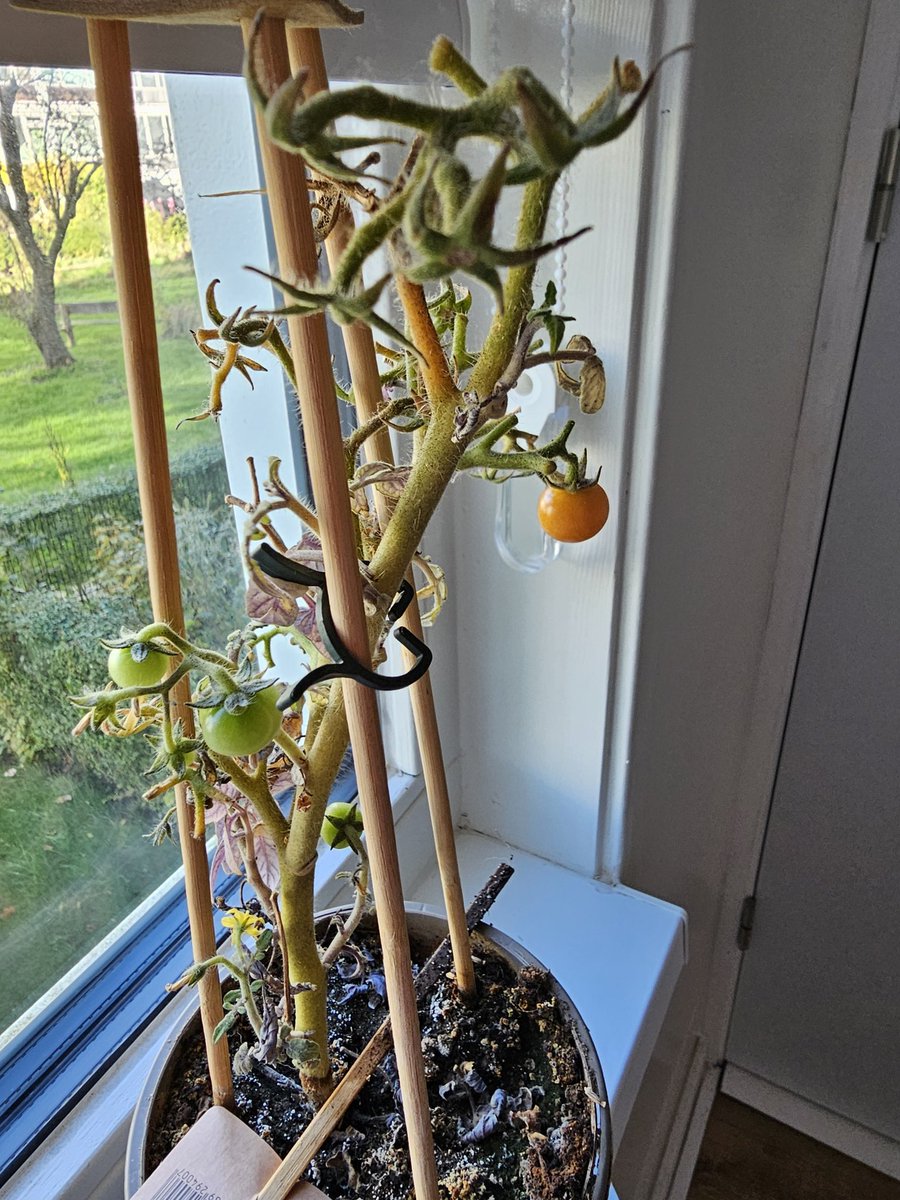 Dit cherry-tomatenplantje is niet te stoppen. Staat nu binnen want buiten is het te koud. In het voorjaar gekocht bij de AH en plantje blijft doorgaan. Zoveel plezier hiervan.😊