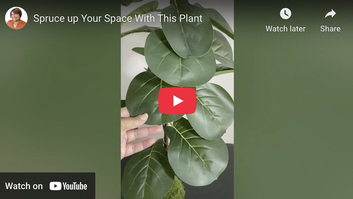 NEW! Spruce up Your Space With This Fiddle Leaf Fig Plant theanchorshow.com/videos/fiddle-…