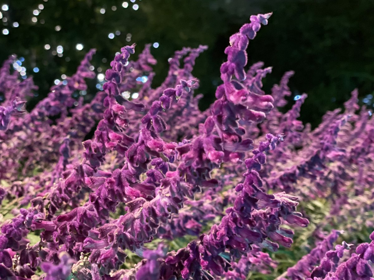 ハナジロウさま専用 専用 楽天市場】バイク用バッテリー□カワサキ Ninja ZX-25R (2020年