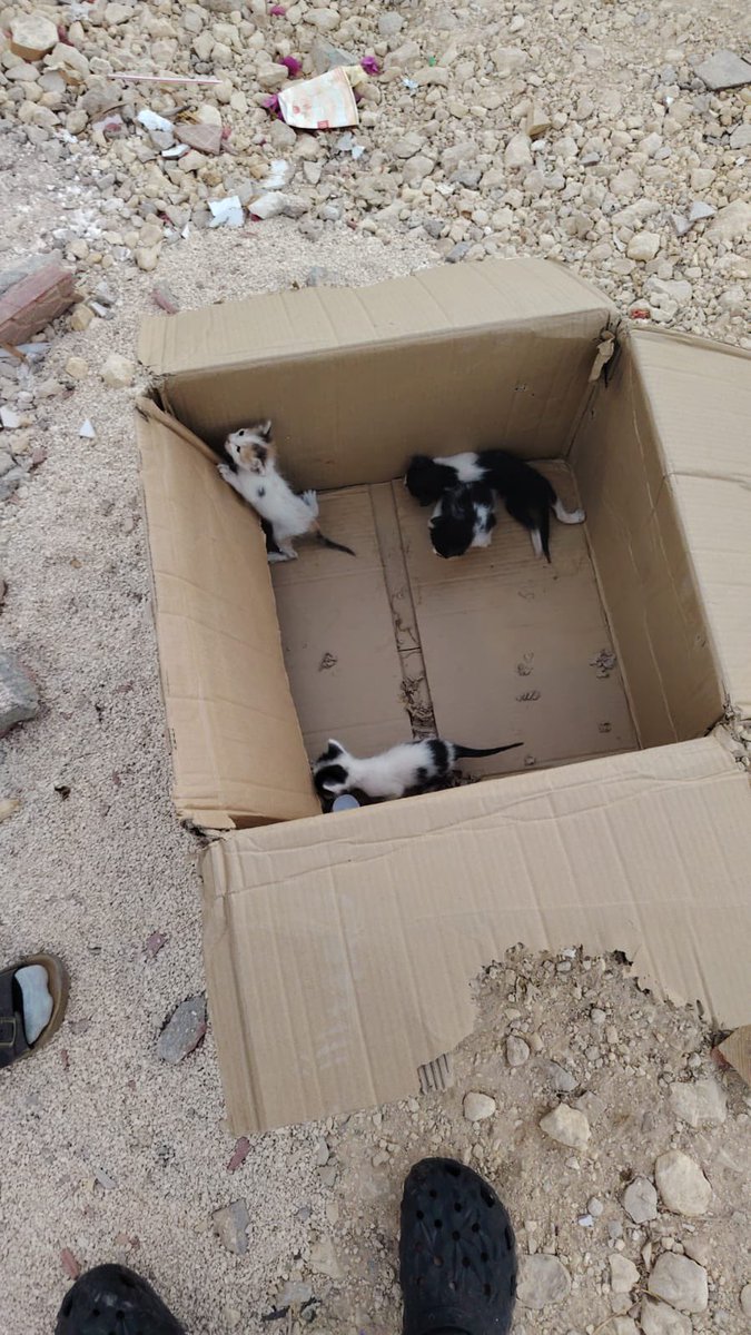 #تبنى_لاتشتري #قطط_الرياض
من الخاص:
هذي قطط صغيره بدون ام
البلدية جت بالحارة وشالت كل القطط! بقى هذولي الصغار
يحتاجون احد يراعهم ويهتم فيهم
هل ممكن تعرضونهم لتبنى فضلاً؟
في مدينة الرياض، حي الياسمين
للتواصل: 0590099172