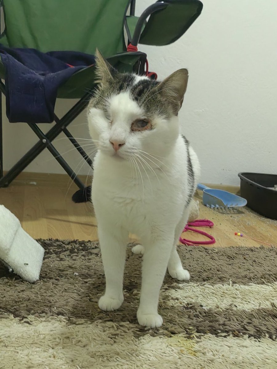 Bu çocuğa çok üzülüyorum aylardır 1 odada yaşıyor ya tek kedi olacağı bi yuva arıyor. Hiç mi yok koca İzmirde kedisiz ev 🥺
İZMİR YUVAAAA