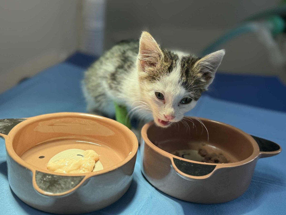 Gdy pojawił się post o porzuconej kotce była masa podań dalej, komentarzy, wsparcia.

Gdy pojawiła się zbiórka bo okazało się, że kotka jest chora. Nagle cisza. Zero podań dalej, zero wpłat...

ratujemyzwierzaki.pl/mariko-felineus

Proszę pomóż chociaż Ty!