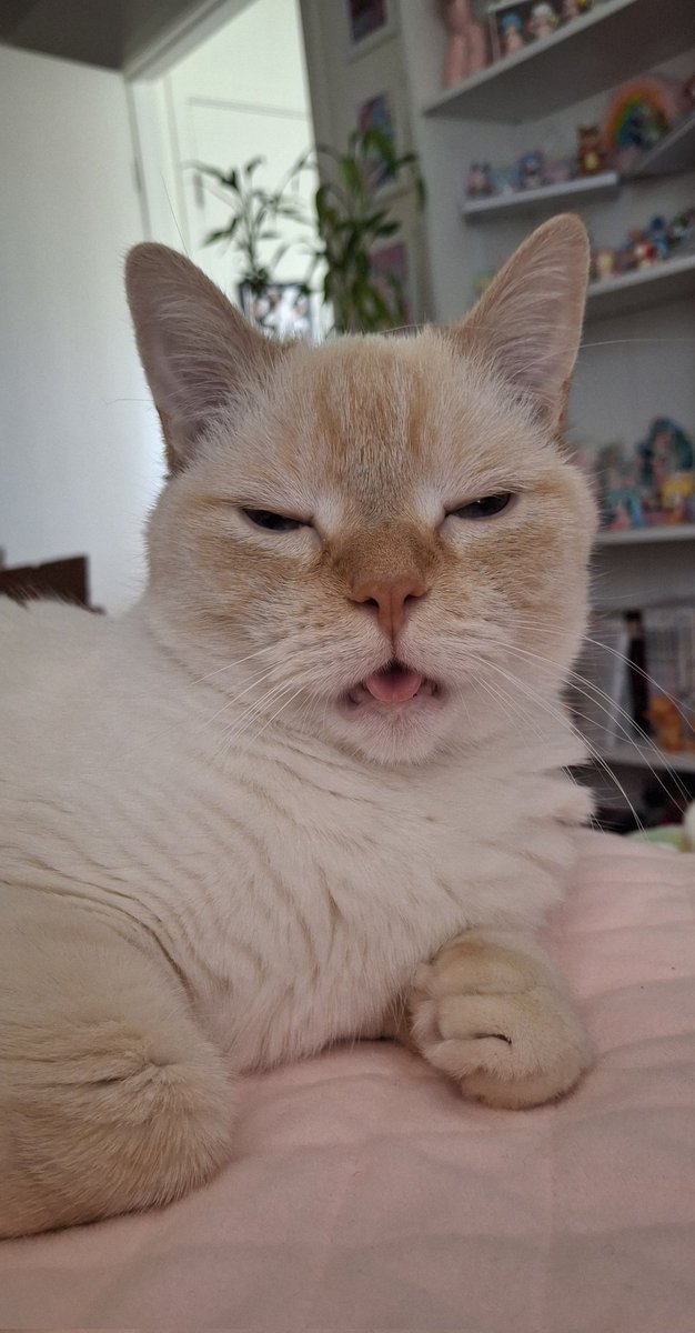 happy baby dog sunday!! he recommends sitting on the bed and purring today